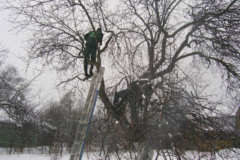 обрезка деревьев зимой
