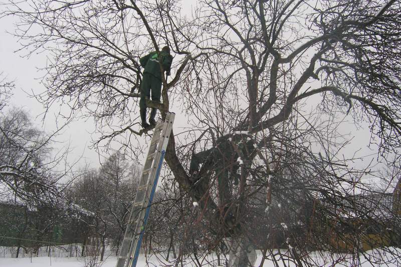 Уход за деревьями в саду