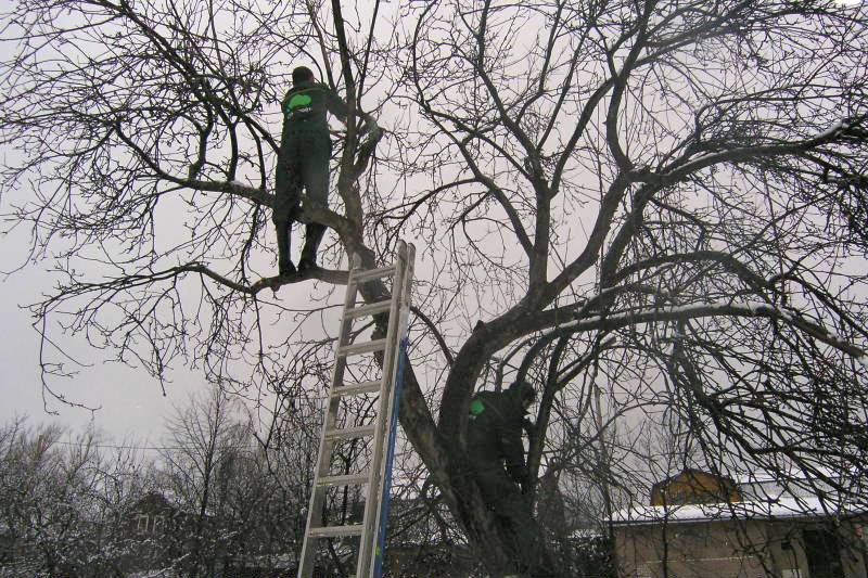 обрезка фруктовых деревьев