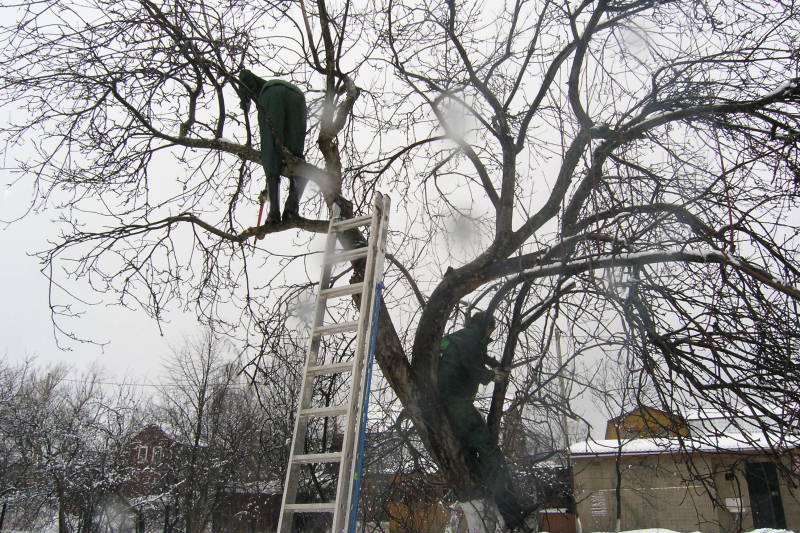 Уход за яблоневым садом