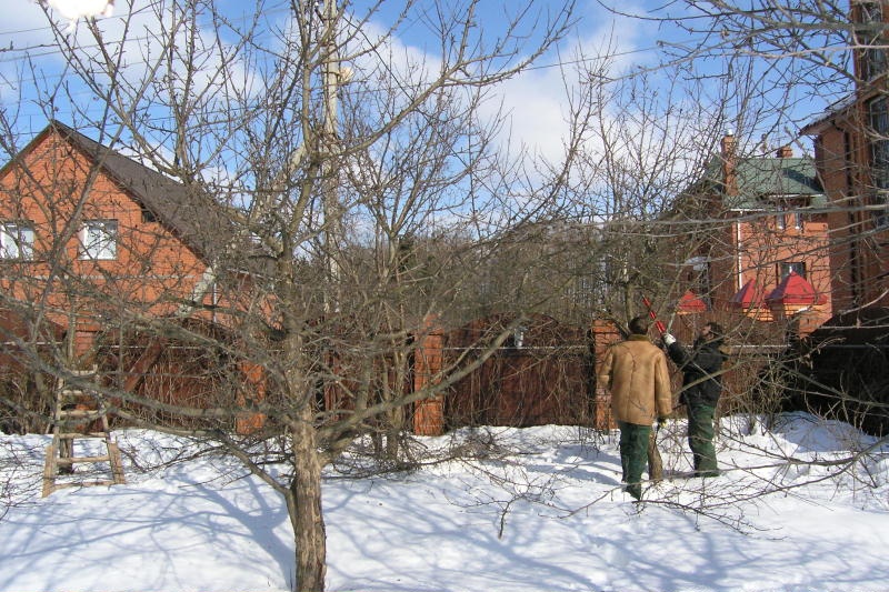 сроки обрезки деревьев