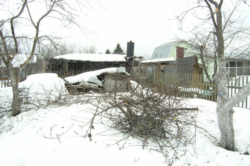 Обрезка старых груш