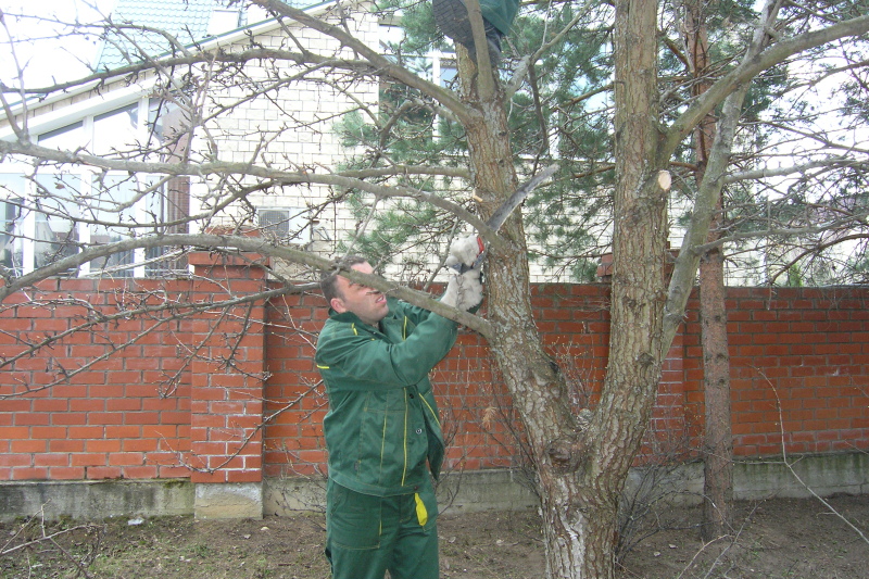 обрезка деревьев на зиму