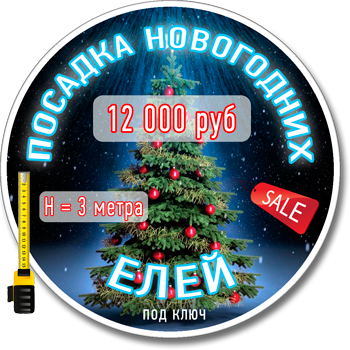 Новогодняя ель - доставка и посадка