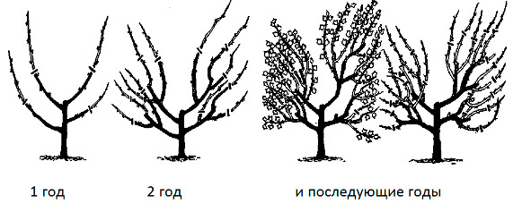 схема обрезки крыжовника