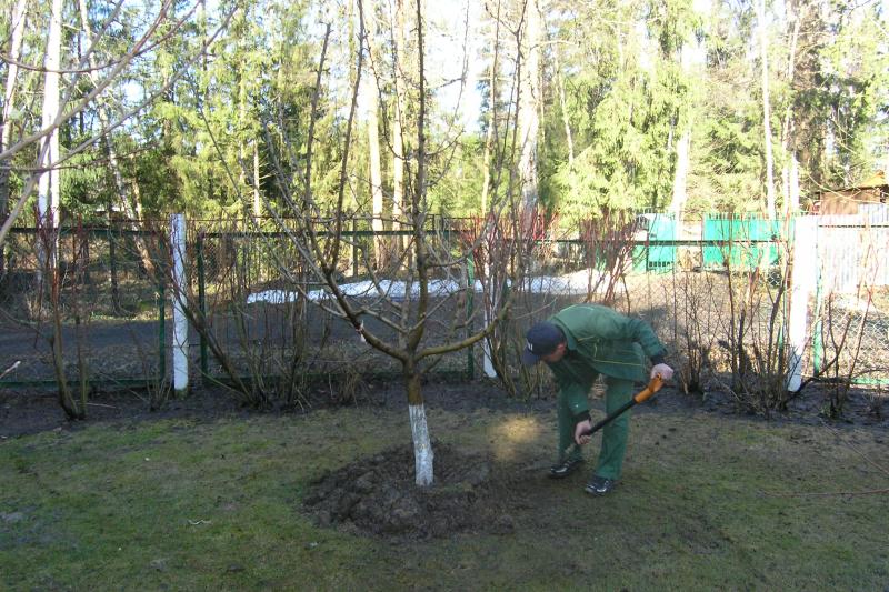 Подготовка деревьев к зиме