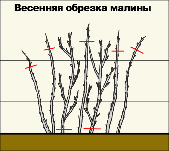 Обрезка малины