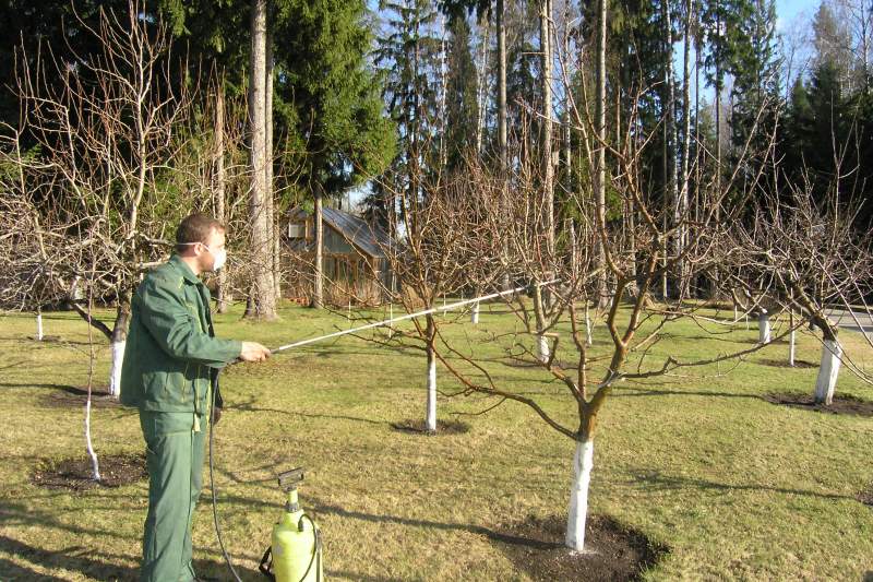 Опрыскивание плодовых деревьев весной
