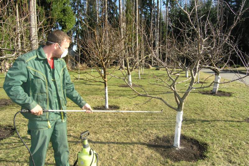 Опрыскивание деревьев карбамидом