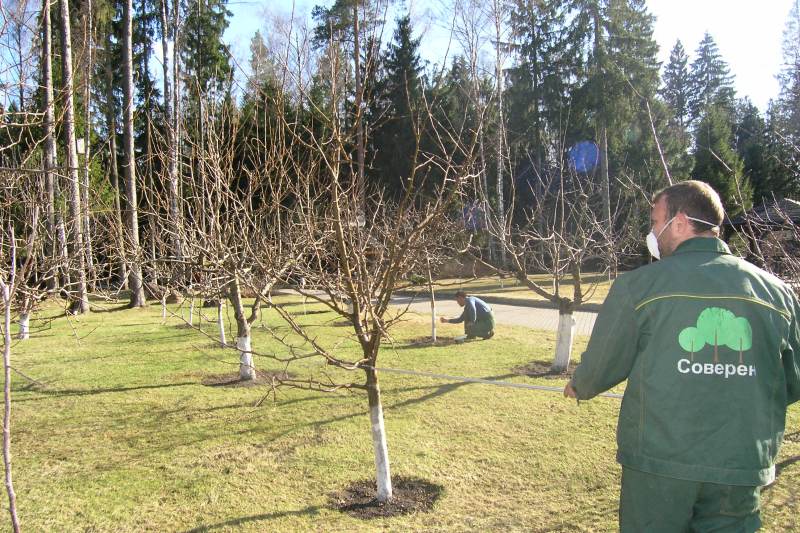 Опрыскивание деревьев мочевиной
