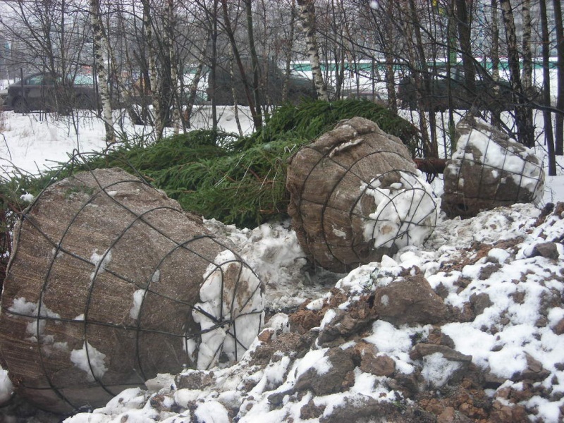 Зимняя посадка деревьев