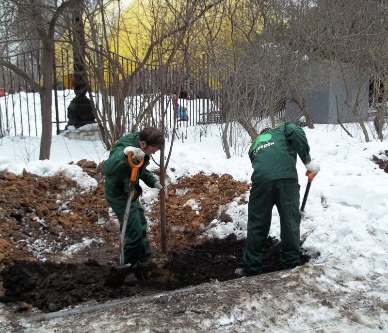 Посадка деревьев в городе