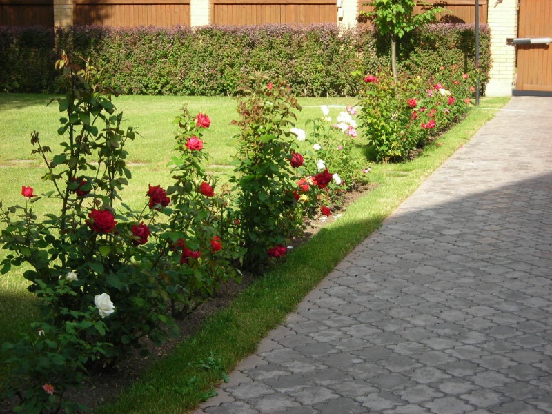 Соверен - Уход за розами, посадка и выращивание уличных сортов на даче