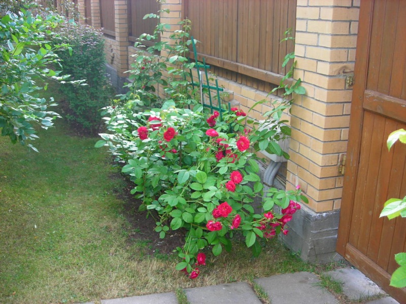 Розарий в саду