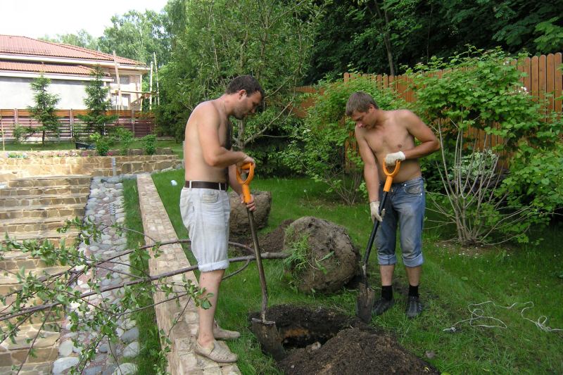 Посадка саженцев яблони