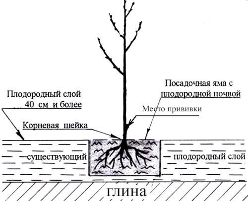 Посадка черешни