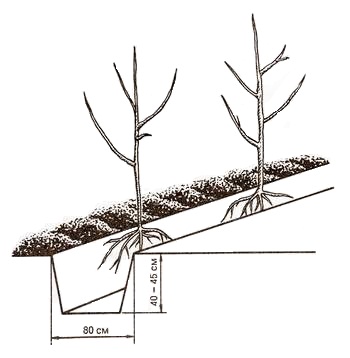 Посадка карликовых яблонь