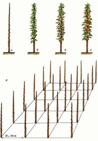 Посадка колоновидных яблонь