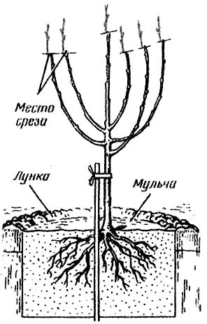 Посадка сливы весной