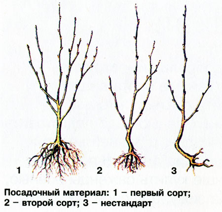 Посадка вишни