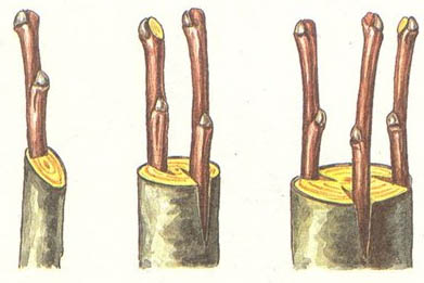 прививка деревьев зимой
