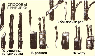 прививка деревьев