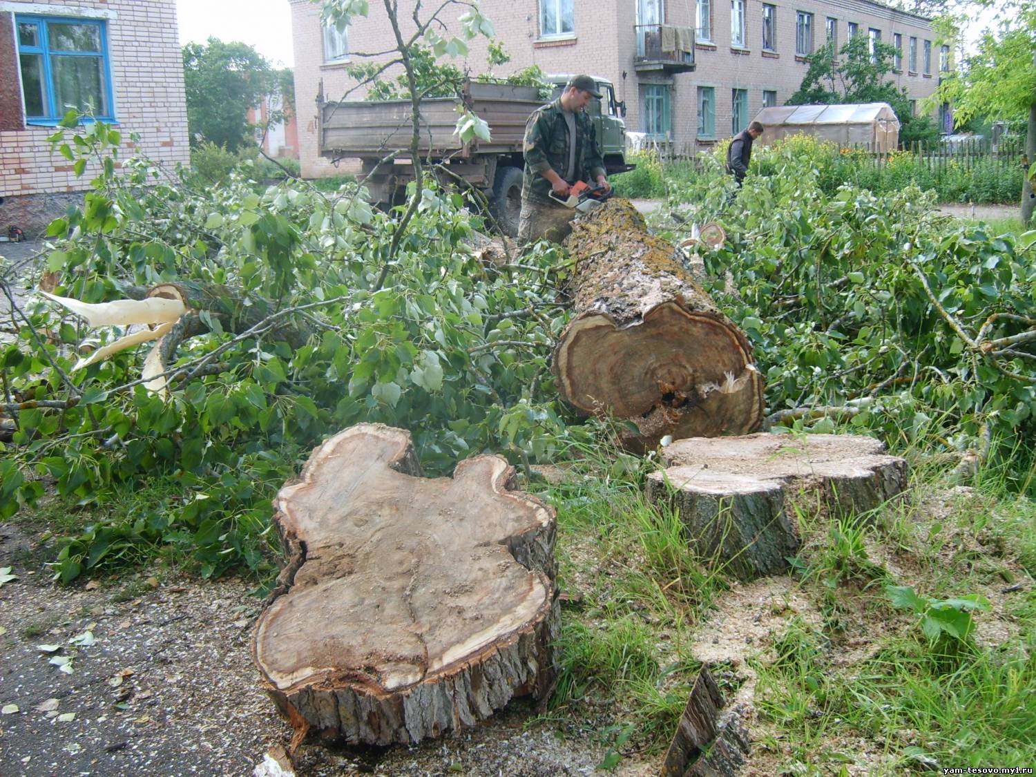 Удаление старых деревьев