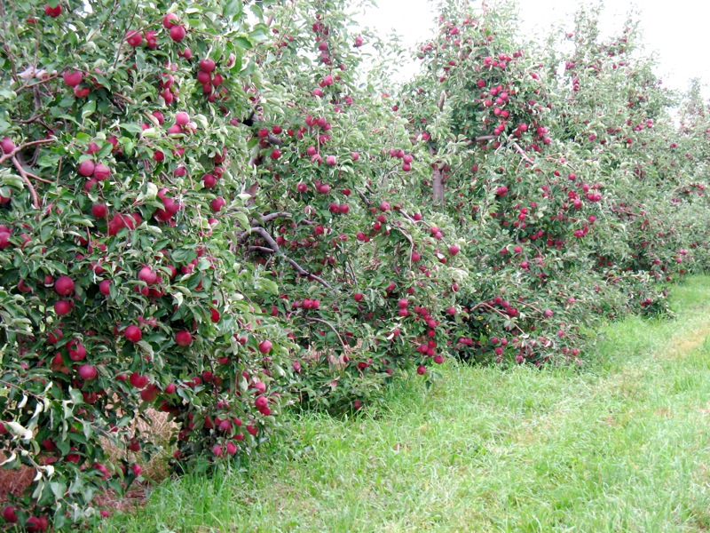 Уход за карликовыми яблонями