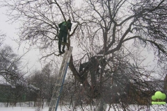 Обрезка старого дерева