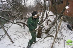 Обрезка молодых деревьев