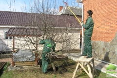 Специалисты по обрезанию деревьев
