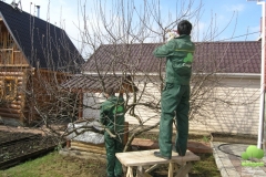 Садовники обрезают дерево